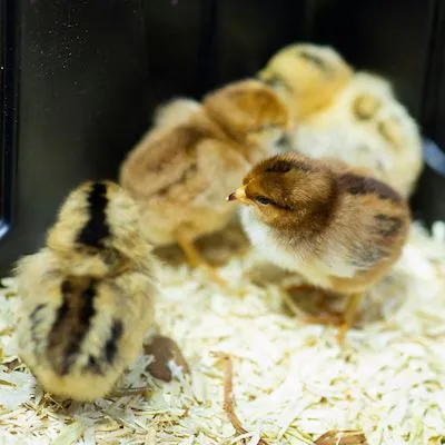 thumbnail for publication: A Systematic Approach to Solving Hatchability and Chick Quality Problems